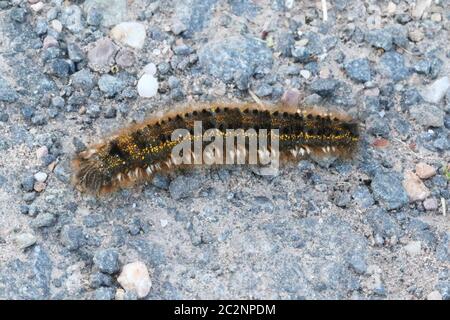 Das Larvenstadium der Trinkschwalbe (Euthrix potatoria), aufgenommen in Hunterston in Ayrshire. Stockfoto