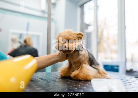 Weibliche Pflege mit Haartrockner trockenes Haar von lustigen Hund nach dem Waschvorgang, Friseursalon. Frau mit kleinem Haustier bereitet sich auf Haarschnitt, gepflegte Domest Stockfoto