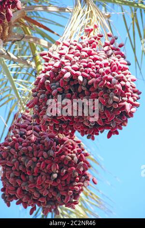 Reife Früchte des Datterbaums hängen am Baum. Cluster von Daten hängen am Baum. Tropische Früchte. Stockfoto