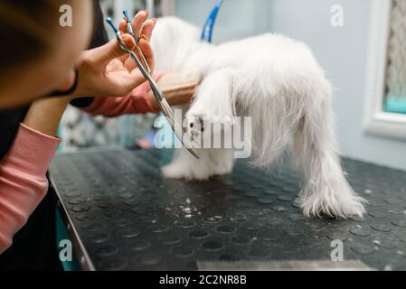 Weibliche Groomer mit Schere schneidet Haare auf Hund Pfoten, Pflegesalon. Frau macht Frisur zu kleinen Haustier, gepflegt Haustier Stockfoto