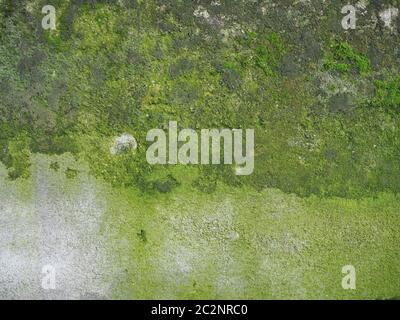 Verwitterte Betonmauer mit grünem Moos nützlich als Hintergrund Stockfoto