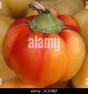 Rot-gelbe Paprika im Quadrat Stockfoto