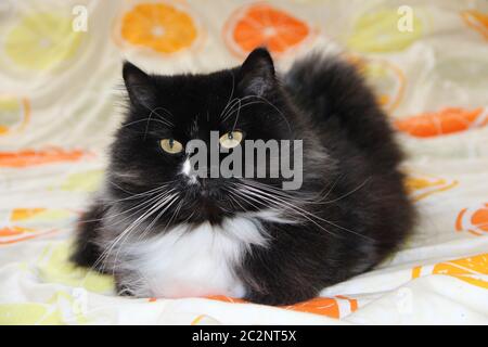 Katze liegt auf farbige Decke mit Zitrusbild. Das domektische Tier hat eine Ruhe. Schwarz-weiße Katze Stockfoto