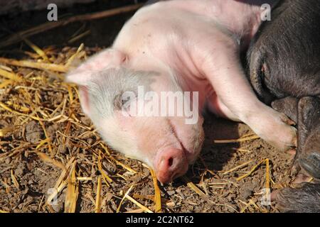 Schweine spielen und schlafen auf Hof der Farm umarmen. Rosa Ferkel sonnen sich und schlafen. Lustige Schweine. Stockfoto