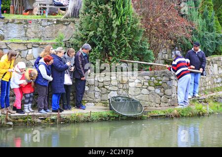 Mann, der Forelle mit Brennnessel im Teich fängt. Fischzucht. Menschen beobachten Mann fangen Fisch Stockfoto