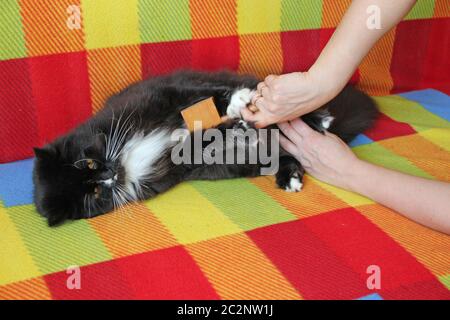 Herrin Kämmen Katze. Pflege für Katzenfell. Frau Hand Kämmen von Kamm schwarz und weiß flauschige Katze Stockfoto