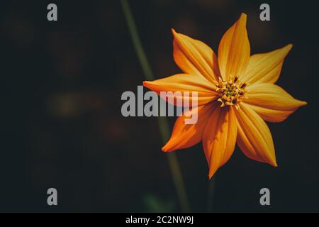 Ringelblume vor einem dunklen Hintergrund zeigt das Konzept der Floral Spring Thema Stockfoto