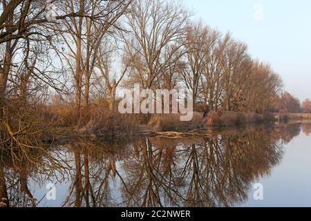 Ein milder Januar im Naturschutzgebiet WagbachNiederung Stockfoto