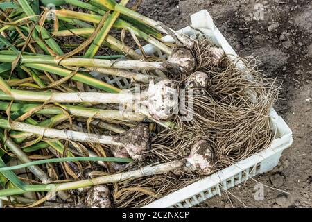 Frisch geernteter Knoblauch Stockfoto