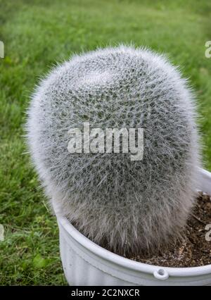 Kaktus Mammillaria in einem Topf auf dem Rasen Stockfoto