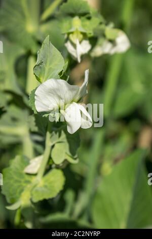 Schöne weiße Erbsen Blume erscheint im Juni Stockfoto