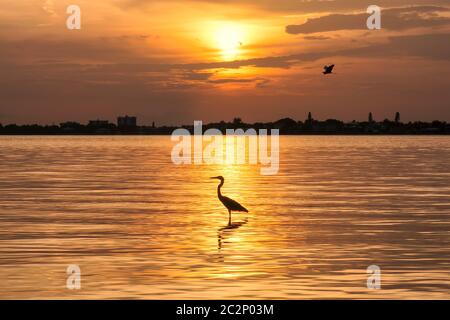 Sonnenuntergang am Siesta Key Strand mit Reihervogel bei Sonnenschein, Sarasota, Florida Stockfoto