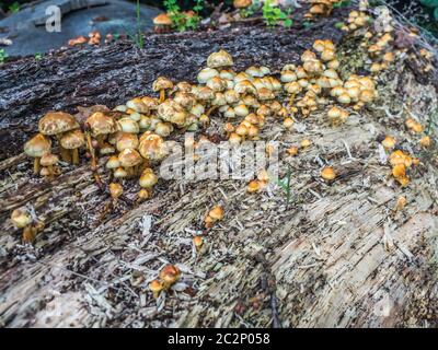 Große Gruppe von gelben und weißen Pilzen auf alten Baum liegend horizontal, August in England. Stockfoto