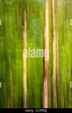 Verschwommene Bäume 022 Stockfoto