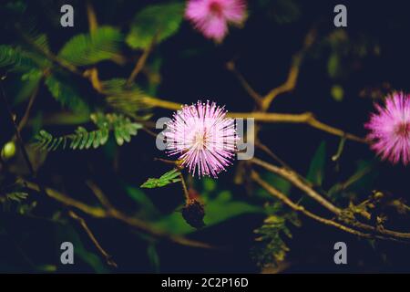 Mimosa pudica oder Schamane Blume in wenig Licht zu zeigen Konzept der launischen Blumen Frühling Thema Stockfoto