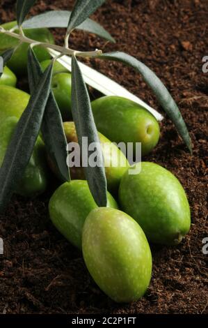 Frische grüne Oliven mit Olivenzweig auf dem Boden Stockfoto
