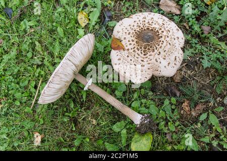 Pilze (Macrolepiota procera oder Lepiota procera). Pilze wachsen im Herbstgarten Stockfoto