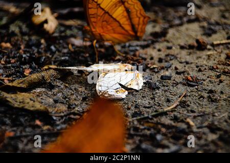 Ein toter Schmetterling auf dem Boden, der das Konzept des Gleichgewichts zwischen Leben und Tod in der Natur zeigt Stockfoto