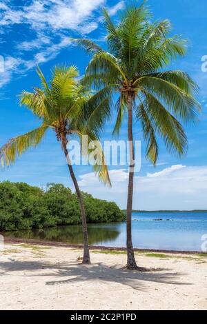 Palmen an einem tropischen Strand in Florida Keys. Stockfoto