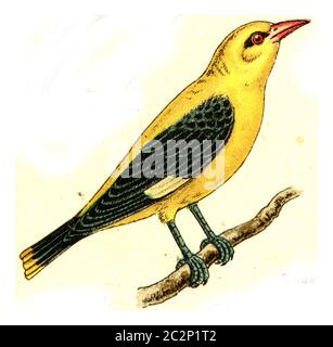 Oriole, Vintage-Grafik. Aus Deutch Birds of Europe Atlas. Stockfoto