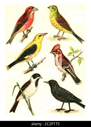 Crossbill, Goldammer, Waxwing, Oriole, Starling, Reed Bunting, Vintage gravierte Illustration. Aus Deutch Birds of Europe Atlas. Stockfoto