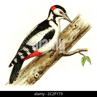 Specht, Vintage gravierte Illustration. Aus Deutch Birds of Europe Atlas. Stockfoto