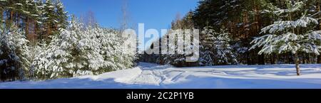 Wald Straße zwischen Bäumen Belastungen im Winter Stockfoto