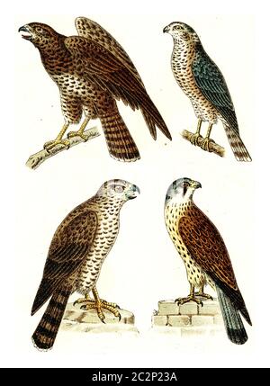 Gewöhnlicher Buzzard, Sparrowhawk, Nördlicher Habicht, gewöhnlicher Turmfalke, Vintage gravierte Illustration. Aus Deutch Birds of Europe Atlas. Stockfoto