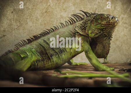 Grüner Leguan oder amerikanischer Leguan wird als exotisches Haustier verkauft In Chatuchak Wochenend Markt in Bangkok City Thailand Stockfoto