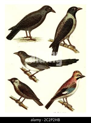 Aas Krähe, Kapuzenkrähe, Elster, Dohle, jay, Vintage gravierte Illustration. Aus Deutch Birds of Europe Atlas. Stockfoto