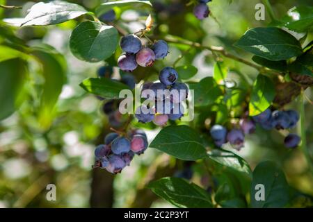 Frische Bio-Blaurys am Busch. Stockfoto