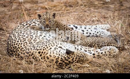 Niedliches Leopardenjunges, das auf dem Bauch der Mutter auf gelbem, trockenem Gras im Kruger Park Südafrika liegt Stockfoto