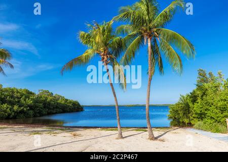 Palmen an einem tropischen Strand in Florida Keys. Stockfoto