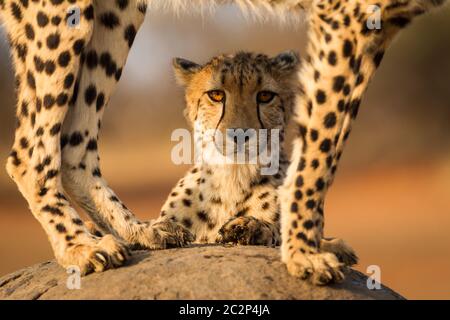 Porträt eines Geparden, der gerade auf die Kamera blickt, mit bernsteinfarbenen Augen, eingerahmt von den Beinen eines anderen Geparden im Kruger Park Südafrika Stockfoto