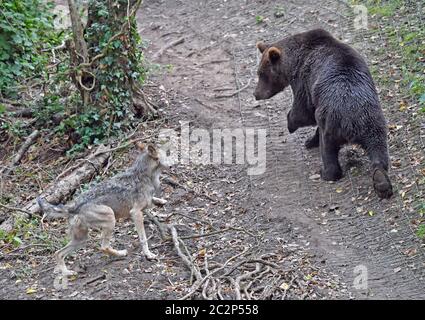 Vier europäische Braunbären und fünf graue Wölfe, die erstmals in Bear Wood, einem neuen Gehege im Wild Place-Projekt des Bristol Zoos, in britischen Wäldern zusammenleben. Stockfoto