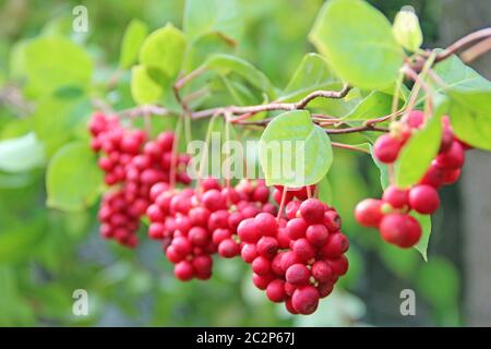 Rote Schizandra hängen in Reihe auf grünem Ast. Schizandra chinensis Pflanze mit Früchten auf Zweigen Stockfoto