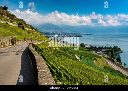 Weinberge der Lavaux-Region über dem See Leman bei Vevey. UNESCO-Weltkulturerbe. Schweiz Stockfoto