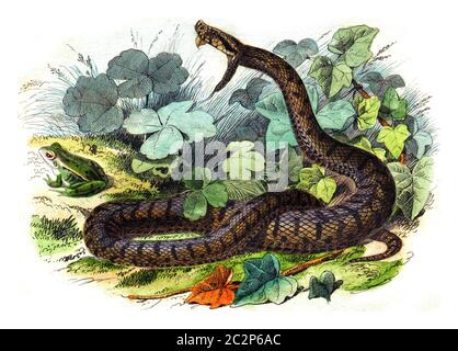 Die gemeinsame Viper, Vintage graviert Illustration. Naturgeschichte aus Lacepede. Stockfoto