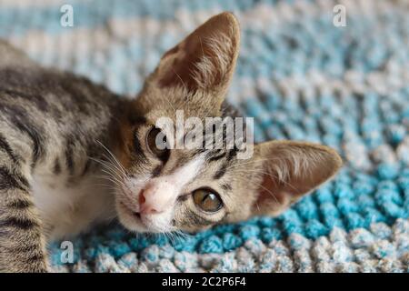 Gelangweilte niedliche Katze zeigt das Konzept der Depression und Bewältigung mit häuslicher Quarantäne während der covid-19 Pandemie Stockfoto