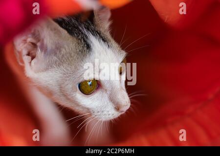 Neu gerettete streunende Katze versteckt unter einer orangen Mattres zeigt Konzept der Freundlichkeit und Förderung des Tierschutzes Stockfoto