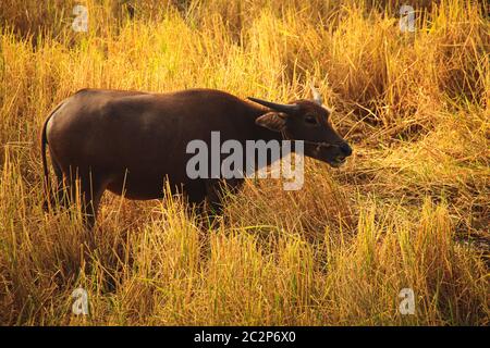 Ein Wasserbüffel, der auf getrockneten Reisfeldern grast und das ländliche Leben in Kampot, Kambodscha, zeigt Stockfoto