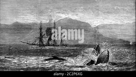 Die Seeschlange graviert Vintage Illustration. Journal des Voyages, Reise-Journal (1879 / 80). Stockfoto