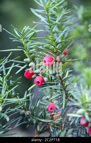 Früchte der Taxus baccata zwischen grünen Zweigen. Rote Beeren von Taxus baccata hängen am Busch Stockfoto