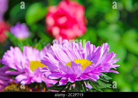 Der violette Aster, der im Hof im September blüht, schließen. Herbstblumen. Helle Blumen der Aster clos Stockfoto