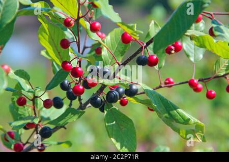 Zweigniederlassungen von FRANGULA ALNUS mit schwarzen und roten Beeren. Früchte der FRANGULA ALNUS Stockfoto