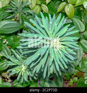 Die Eforbia-Characias, bekannt als schwarze Perle, albanischer oder großer mediterraner Spuck mit Tau auf den Blättern Stockfoto