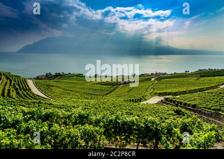 Weinberge der Lavaux-Region über dem See Leman bei Vevey. UNESCO-Weltkulturerbe. Schweiz Stockfoto