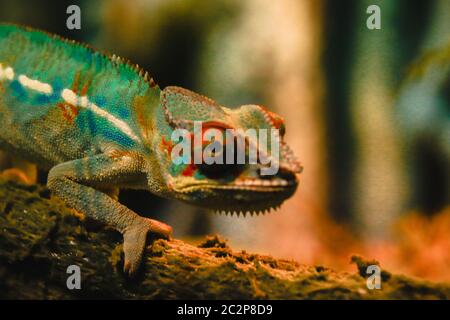 Panther Chamäleon (Furcifer pardalis) auf einem Tiergeschäft Display im Chatuchak Markt in Bangkok, Thailand Stockfoto
