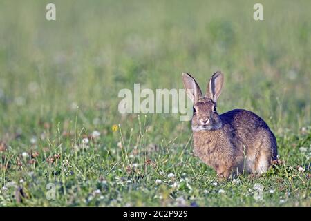 Europäisches Kaninchen-Kit auf einer Wiese Stockfoto