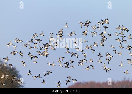 Eurasische Wigeon-Herde im Flug Stockfoto